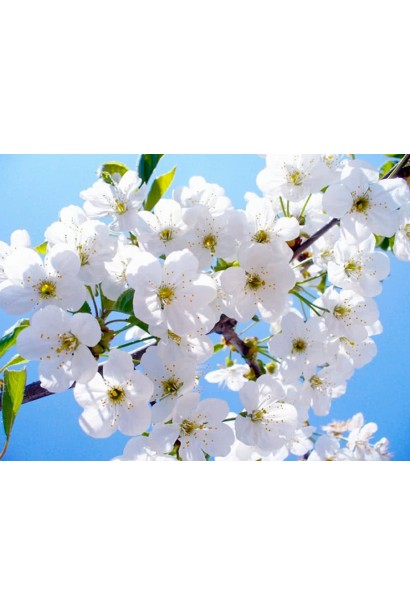 Квітуче дерево черешні Бігарро Беккеро навесні